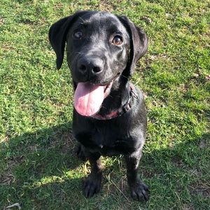 Meet your Posher, Bonnie